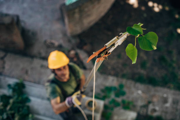 How Our Tree Care Process Works  in  Wilson, OK